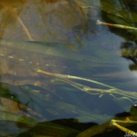 Vallisneria spiralis L.